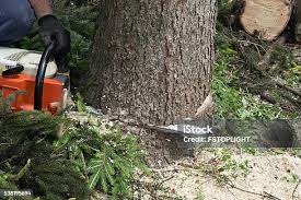 Leaf Removal in South Pasadena, CA