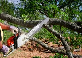 How Our Tree Care Process Works  in South Pasadena, CA