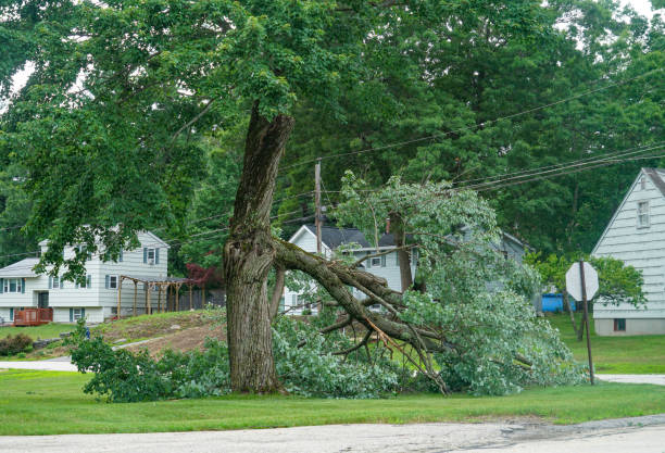 Best Commercial Tree Services  in South Pasadena, CA